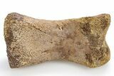 Fossil Dinosaur (Ornithomimus?) Phalanx Bone - Wyoming #306836-1